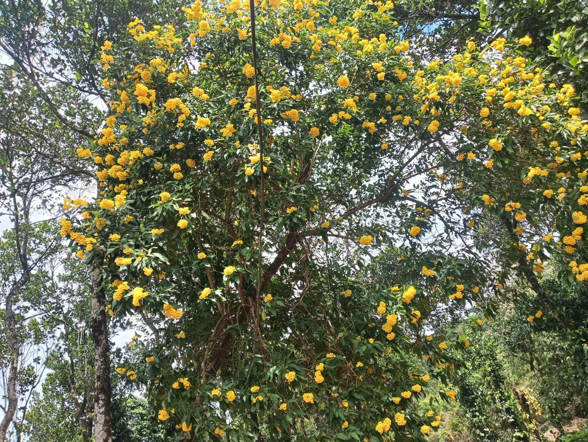 Tharayil Farm Stay Vagamon Zimmer foto